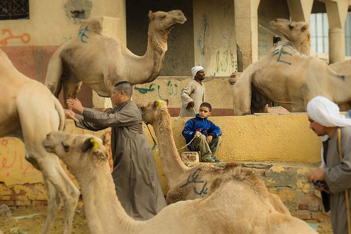 Birqash Camel Market tour